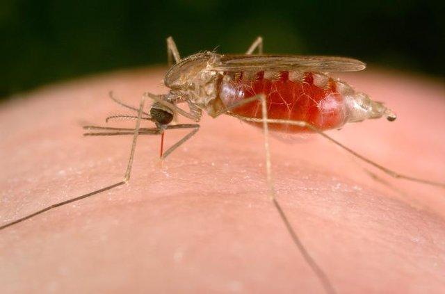 هشدار پزشکان نسبت بی اثر شدن داروهای مالاریا