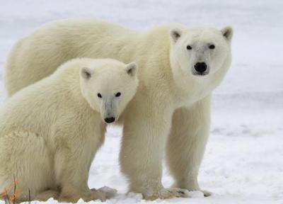 آیا می دانید پایتخت خرس های قطبی جهان کجاست؟