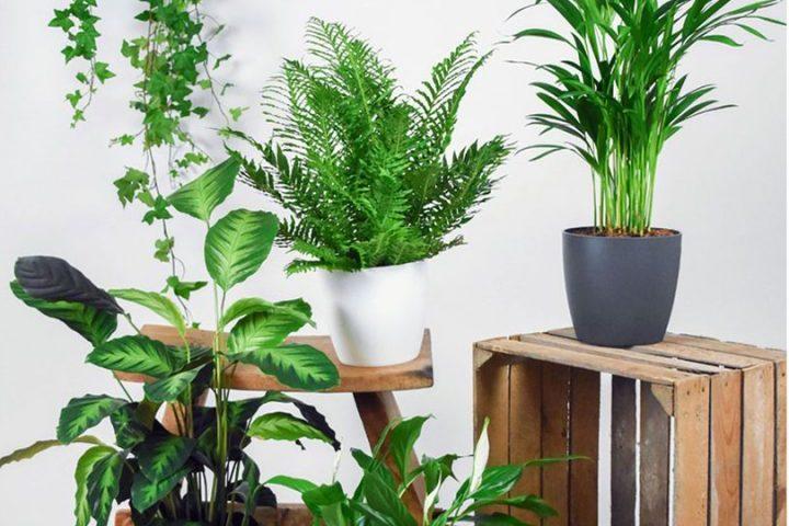 بهترین گیاهان برای کاهش آلودگی هوا در خانه