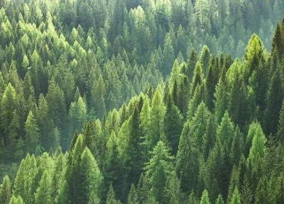 مقابله با تغییرات آب وهوایی به کمک درختان پروبیوتیک دار
