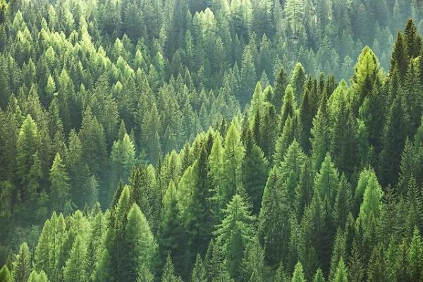 مقابله با تغییرات آب وهوایی به کمک درختان پروبیوتیک دار