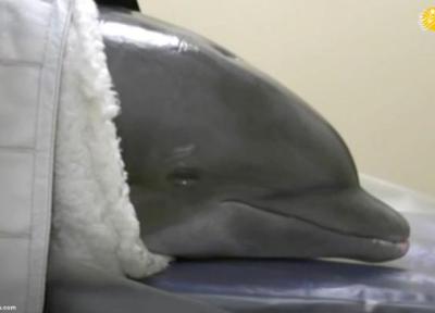 دلفین مبتلا به سرطان تحت درمان نهاده شد