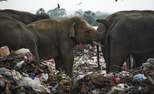 تراژدی مرگ فیل ها با خوردن زباله