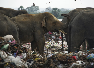 تراژدی مرگ فیل ها با خوردن زباله