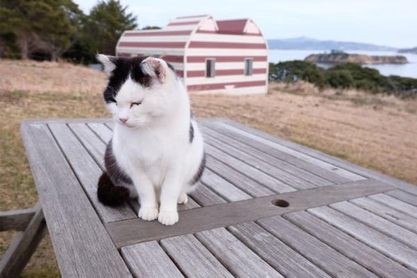 جزیره تاشیروجیما در ژاپن، بهشتی برای دوستداران گربه