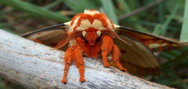 عجیب ترین حشرات جهان
