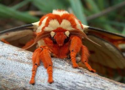 عجیب ترین حشرات جهان