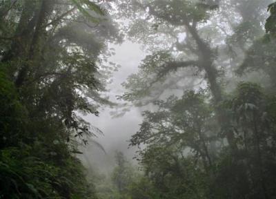 تور کاستاریکا: با مجذوب کننده ترین جنگل های ابری کاستاریکا آشنا شوید