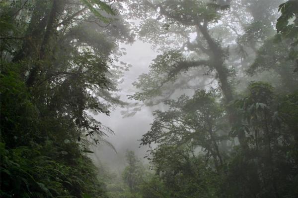 تور کاستاریکا: با مجذوب کننده ترین جنگل های ابری کاستاریکا آشنا شوید