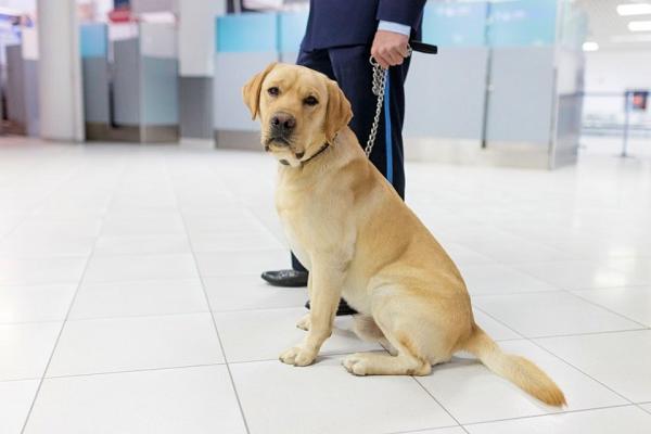 سگ های ردیاب برای غربالگری مبتلایان به کرونا به فرودگاه دبی اعزام شدند