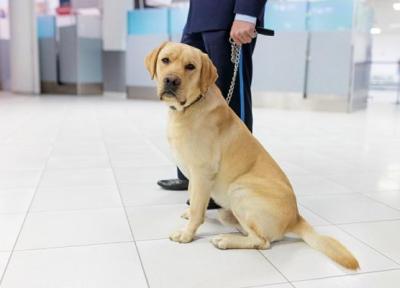 سگ های ردیاب برای غربالگری مبتلایان به کرونا به فرودگاه دبی اعزام شدند